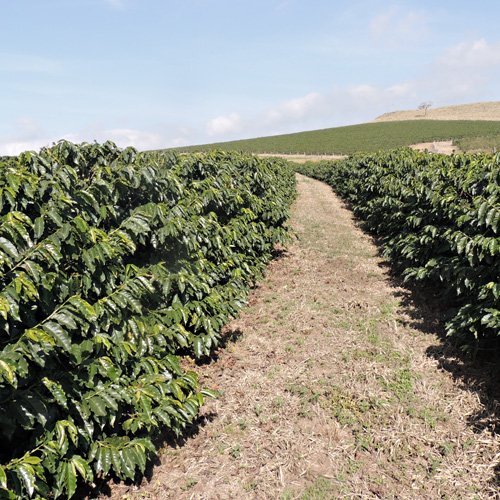 terroir faleiros orgiens